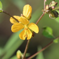 Senna occidentalis (L.) Link